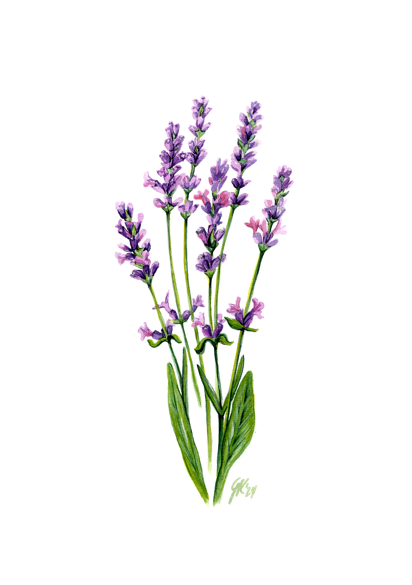 Lavendel - Fine Art Print | A3 | A4