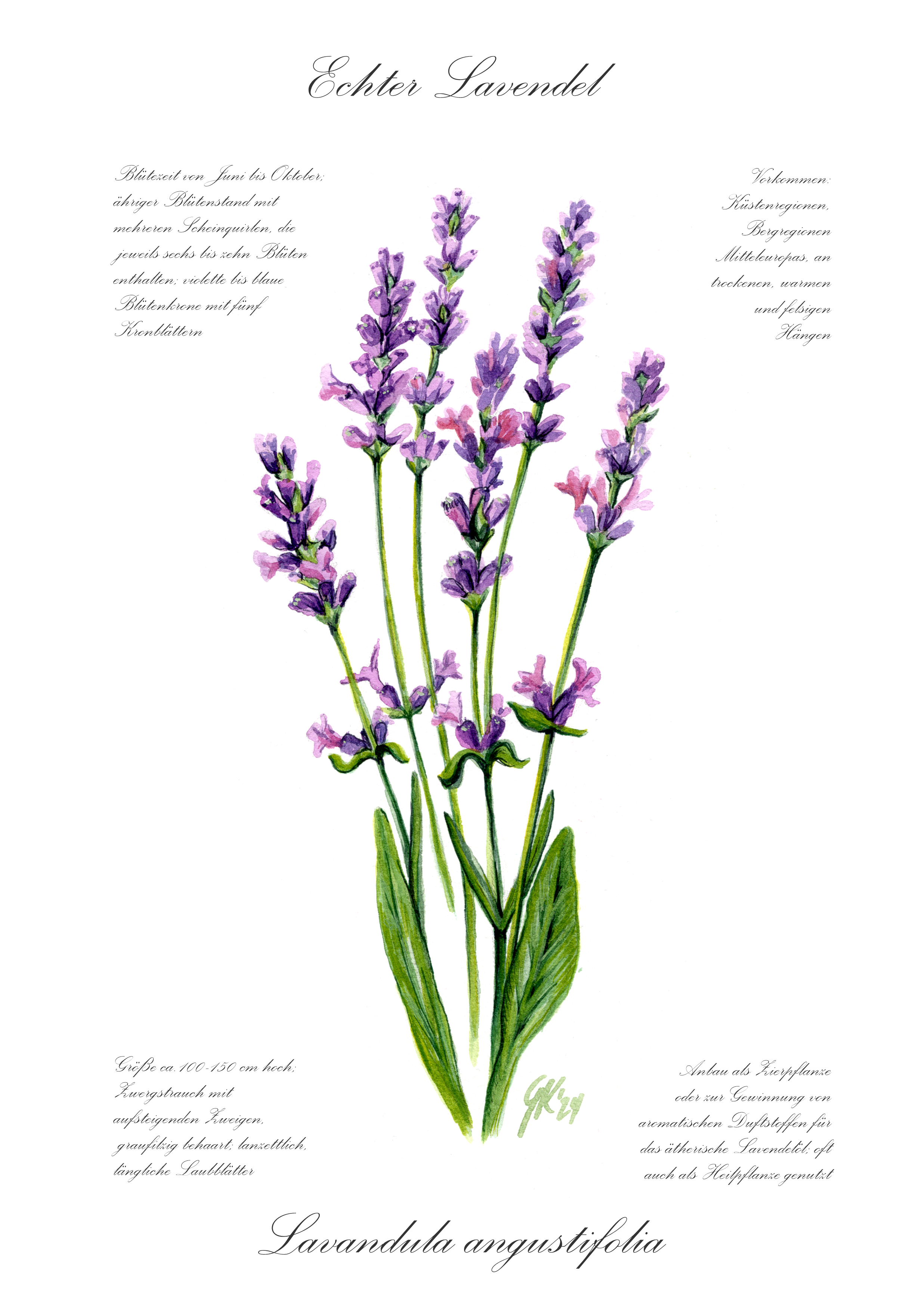 Lavendel - Fine Art Print | A3 | A4