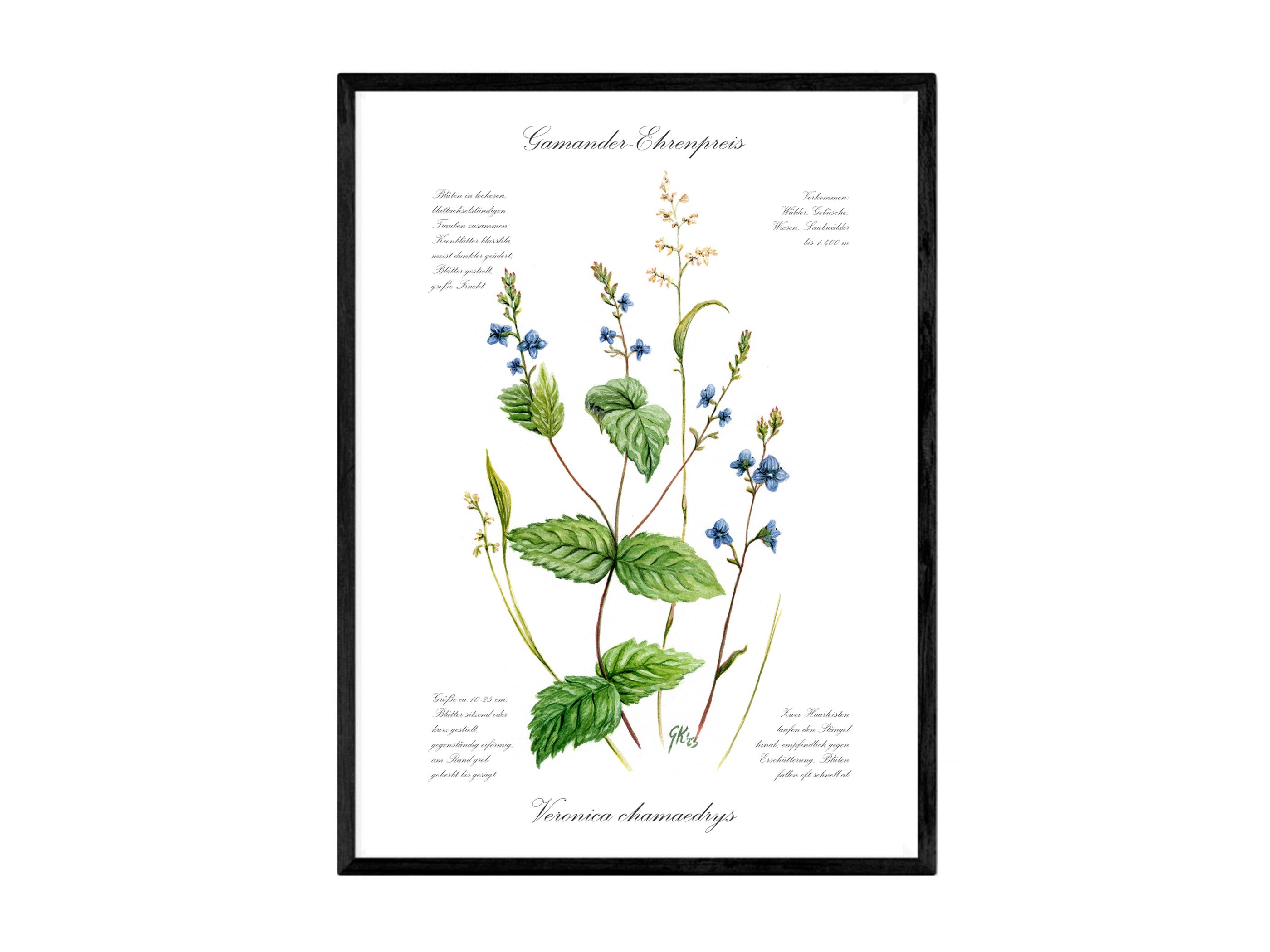 Ehrenpreis - Fine Art Print | A3 | A4