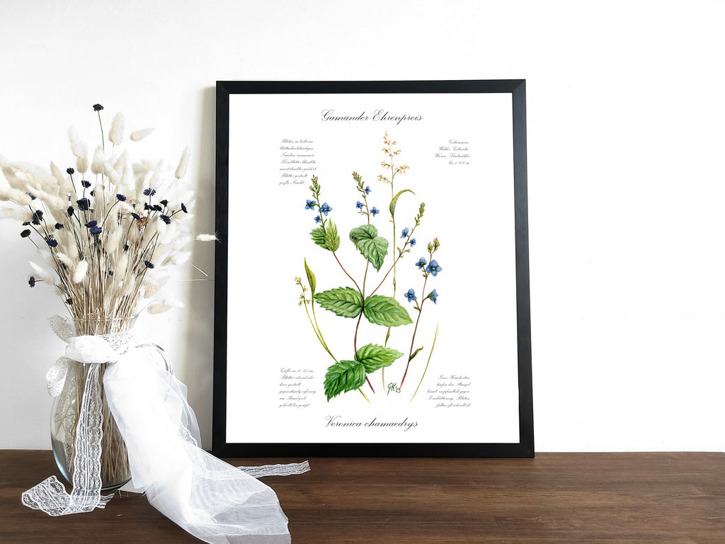 Ehrenpreis - Fine Art Print | A3 | A4