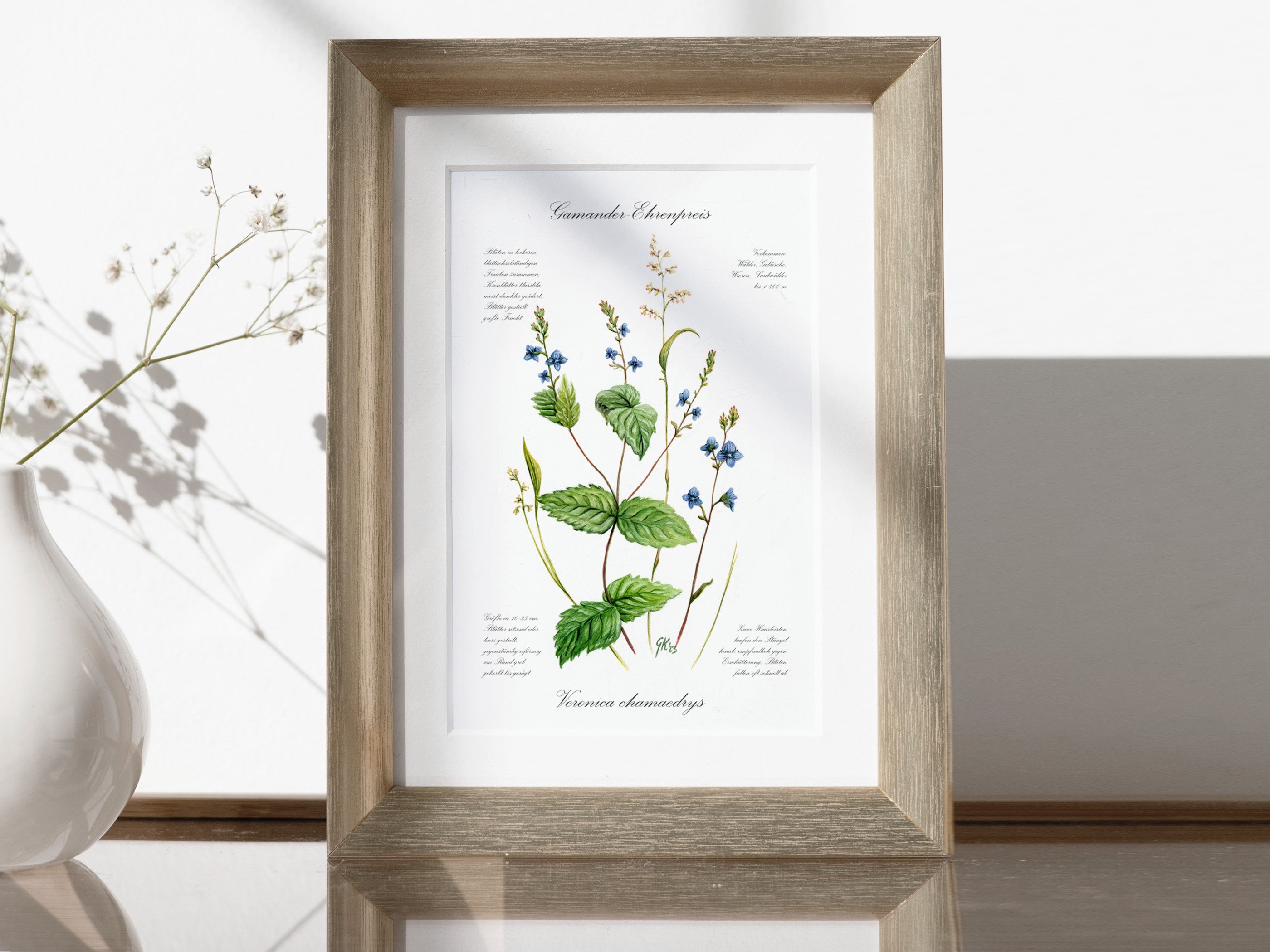 Ehrenpreis - Fine Art Print | A3 | A4