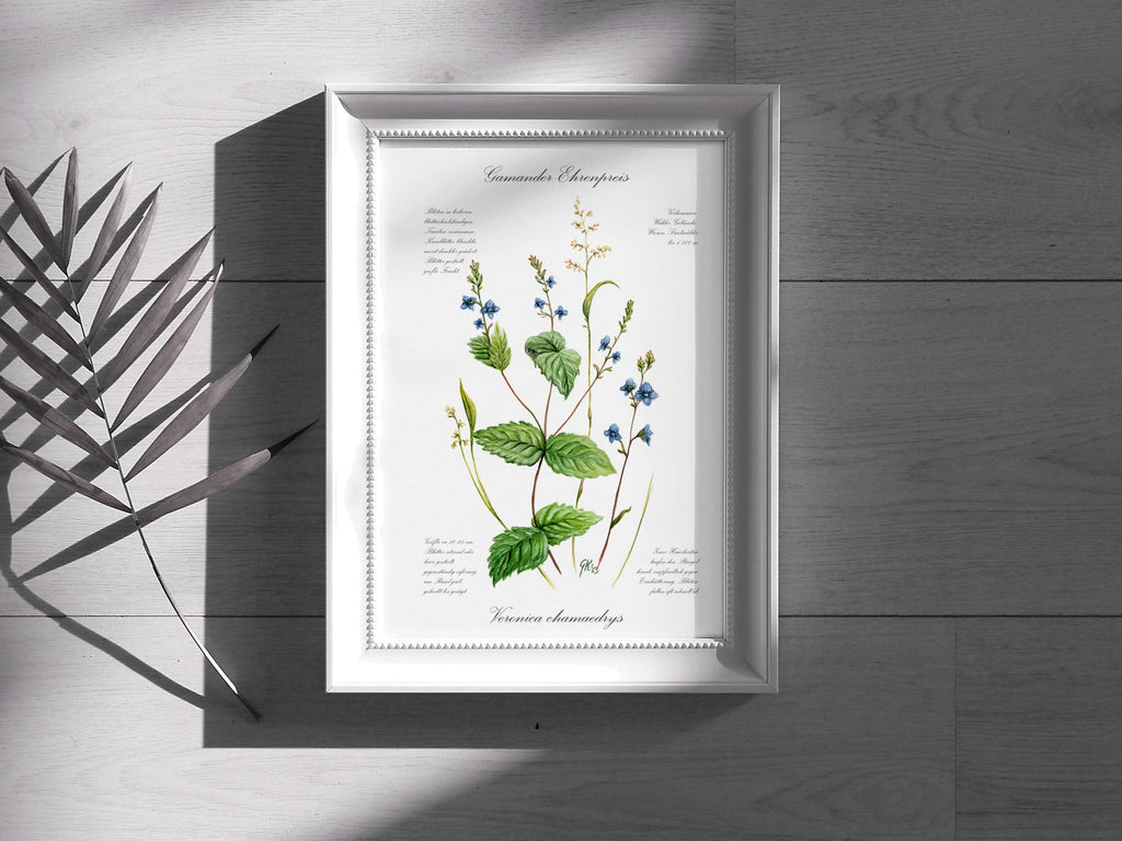 Ehrenpreis - Fine Art Print | A3 | A4