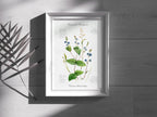 Ehrenpreis - Fine Art Print | A3 | A4