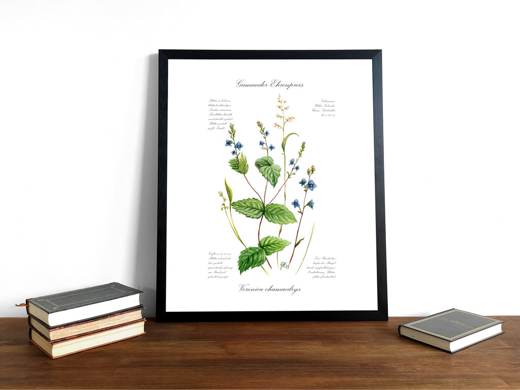 Ehrenpreis - Fine Art Print | A3 | A4
