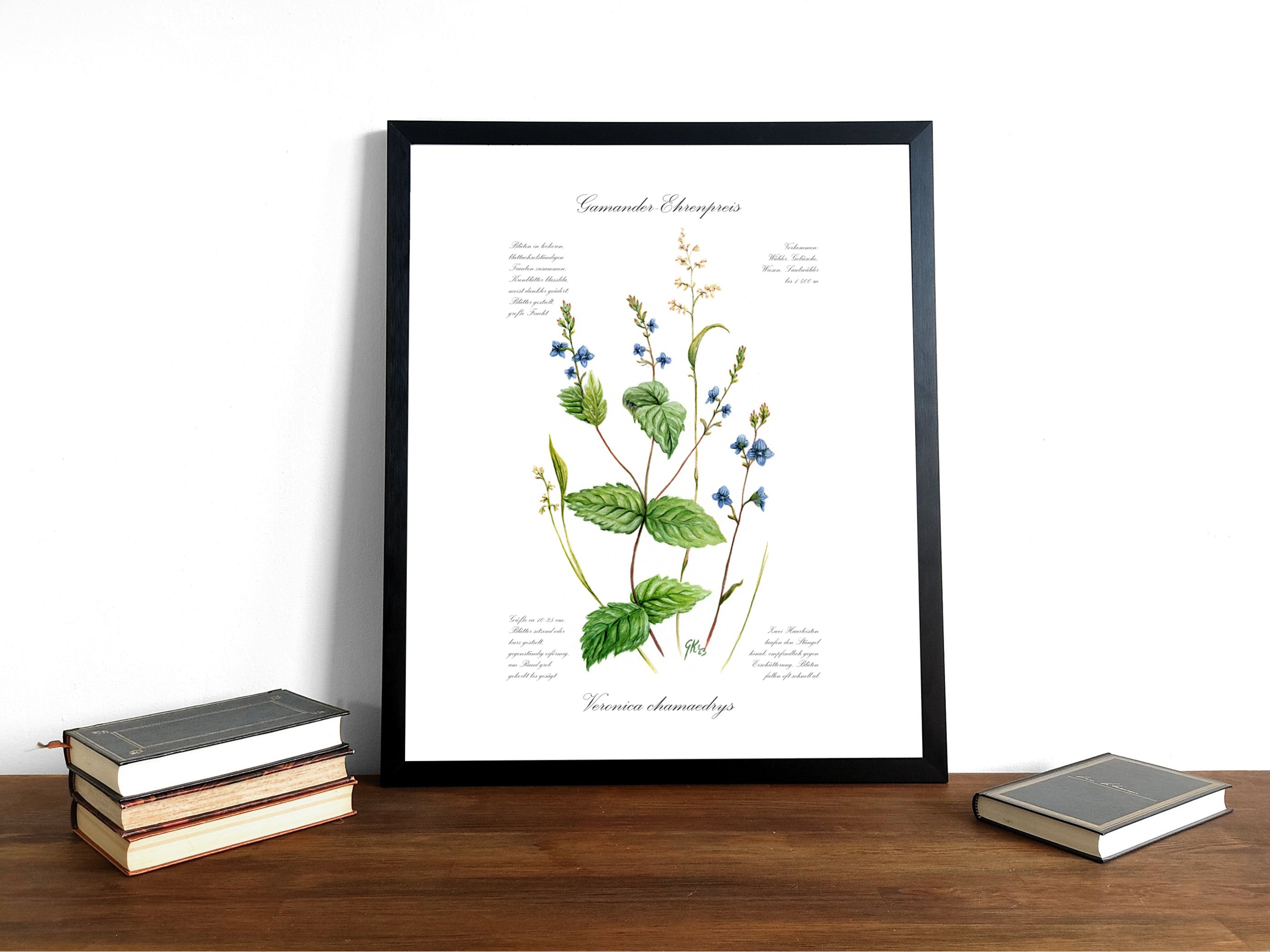 Ehrenpreis - Fine Art Print | A3 | A4