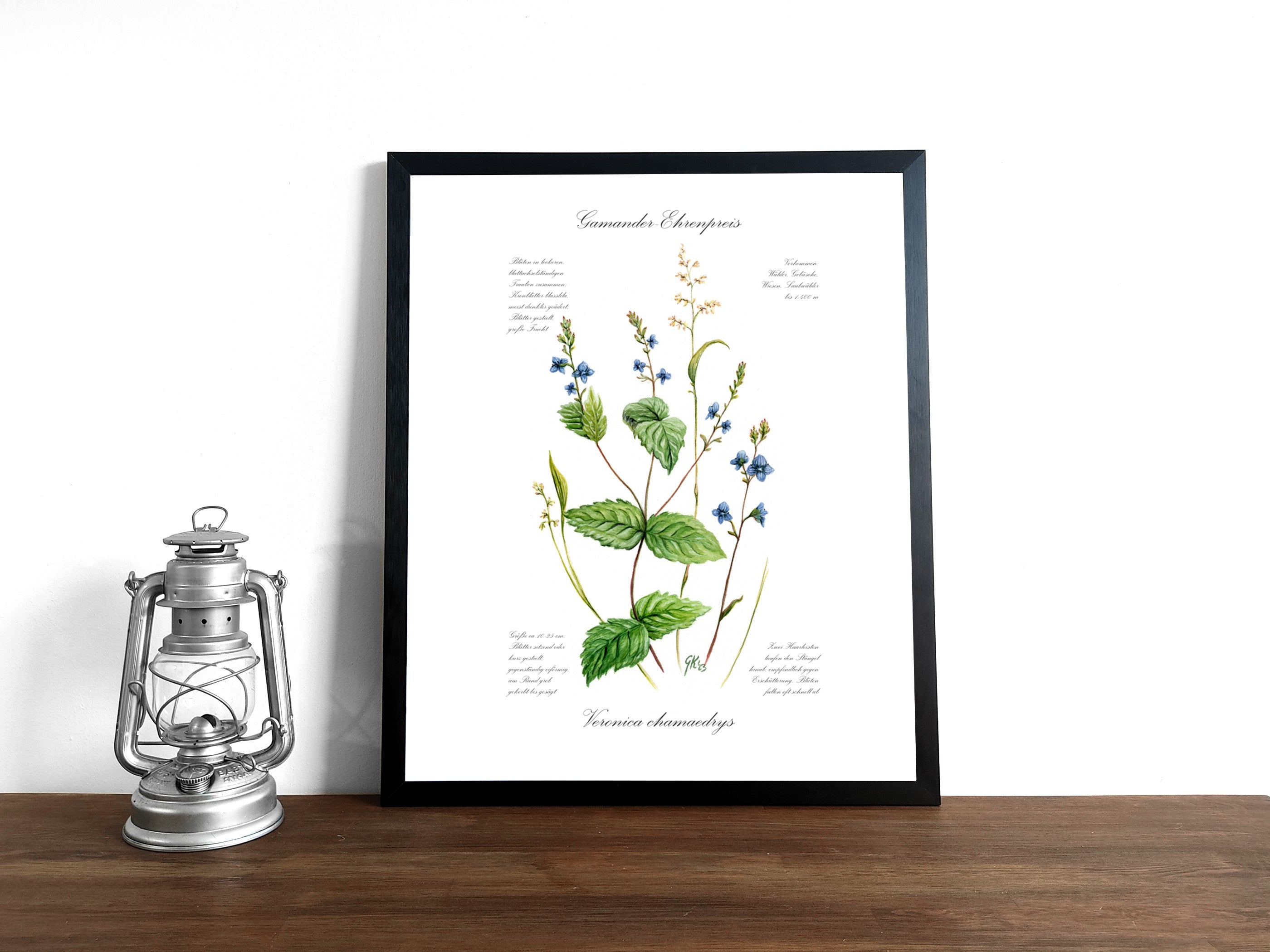 Ehrenpreis - Fine Art Print | A3 | A4