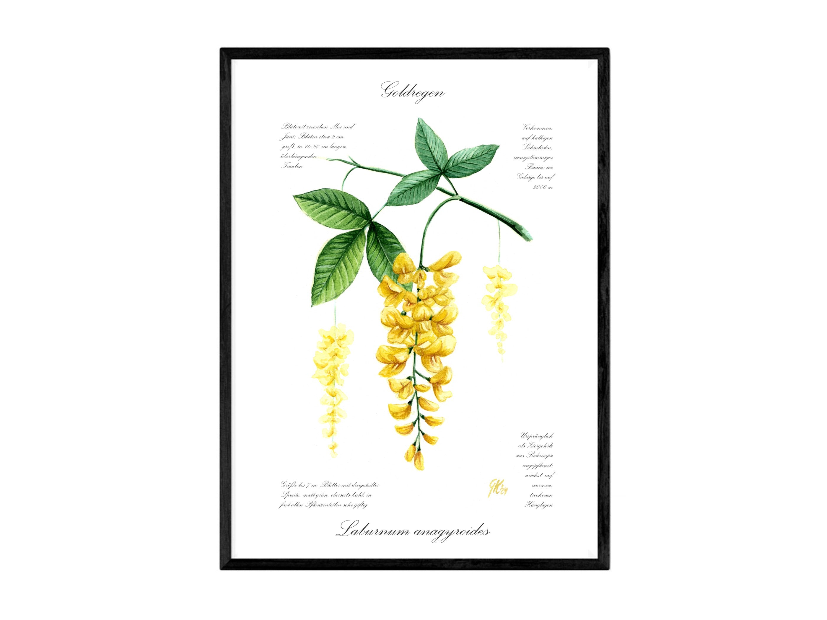 Goldregen - Fine Art Print | A3 | A4