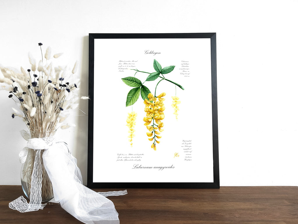 Goldregen - Fine Art Print | A3 | A4