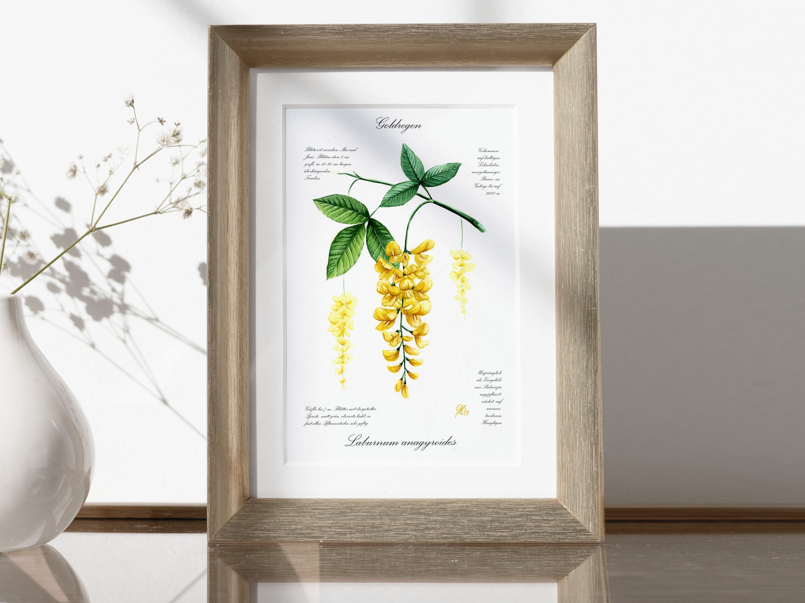 Goldregen - Fine Art Print | A3 | A4