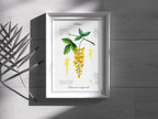 Goldregen - Fine Art Print | A3 | A4