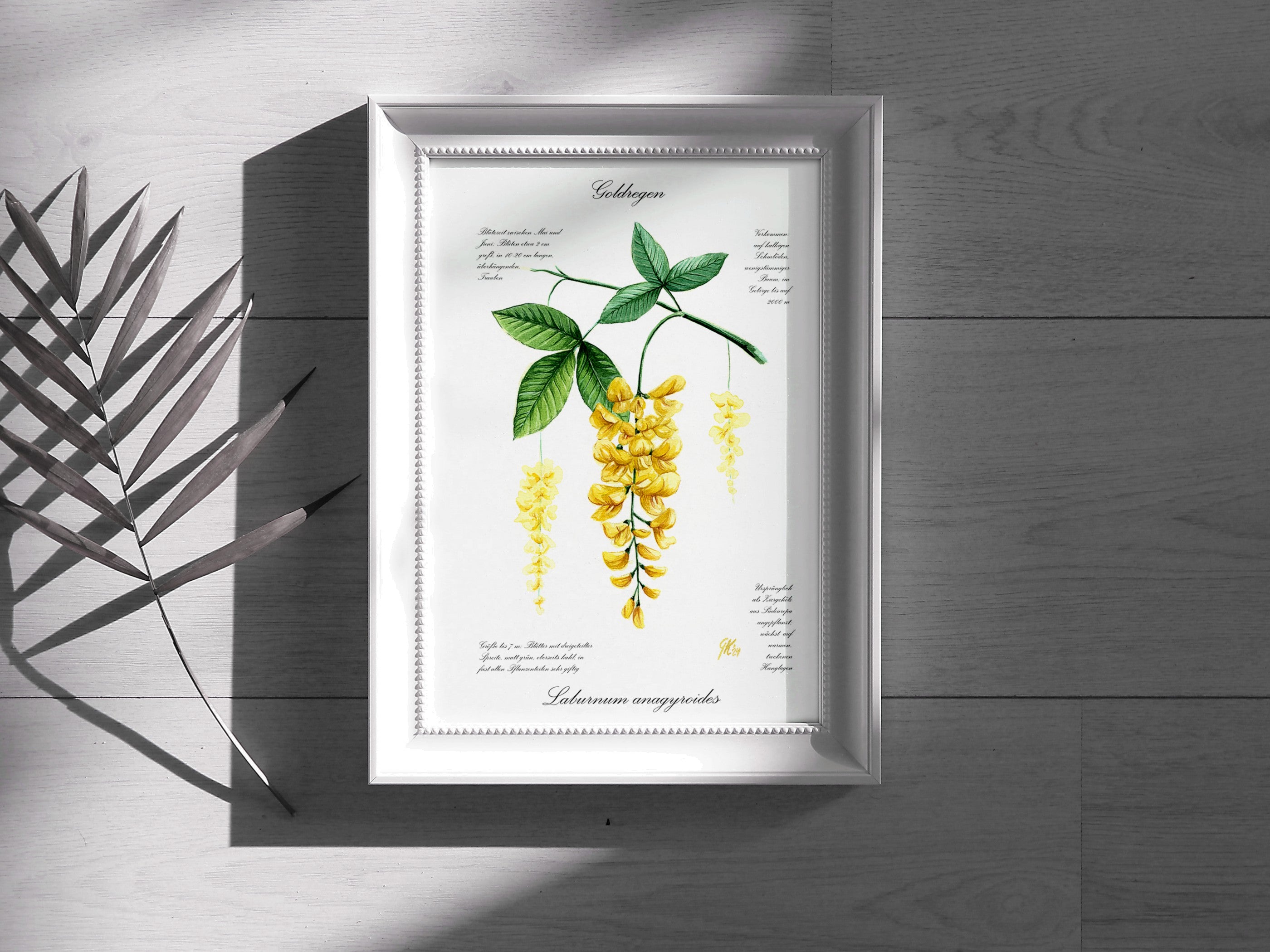 Goldregen - Fine Art Print | A3 | A4