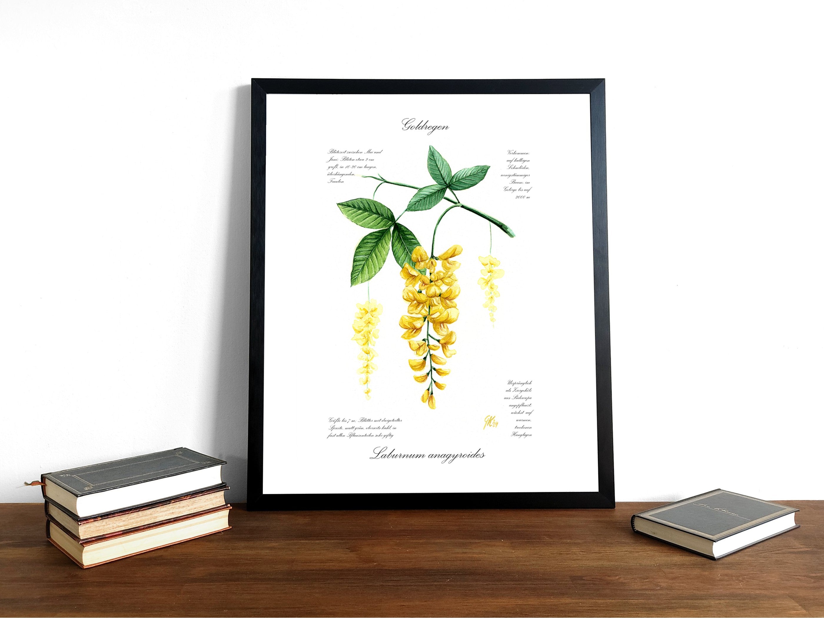 Goldregen - Fine Art Print | A3 | A4