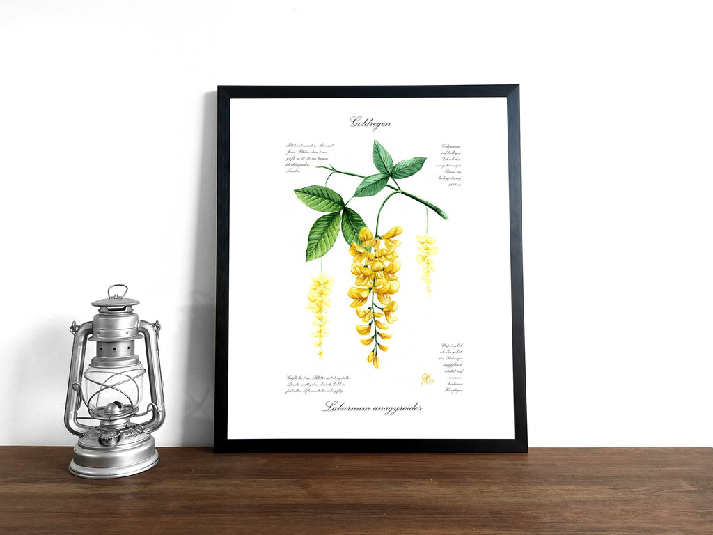 Goldregen - Fine Art Print | A3 | A4