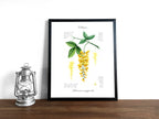 Goldregen - Fine Art Print | A3 | A4
