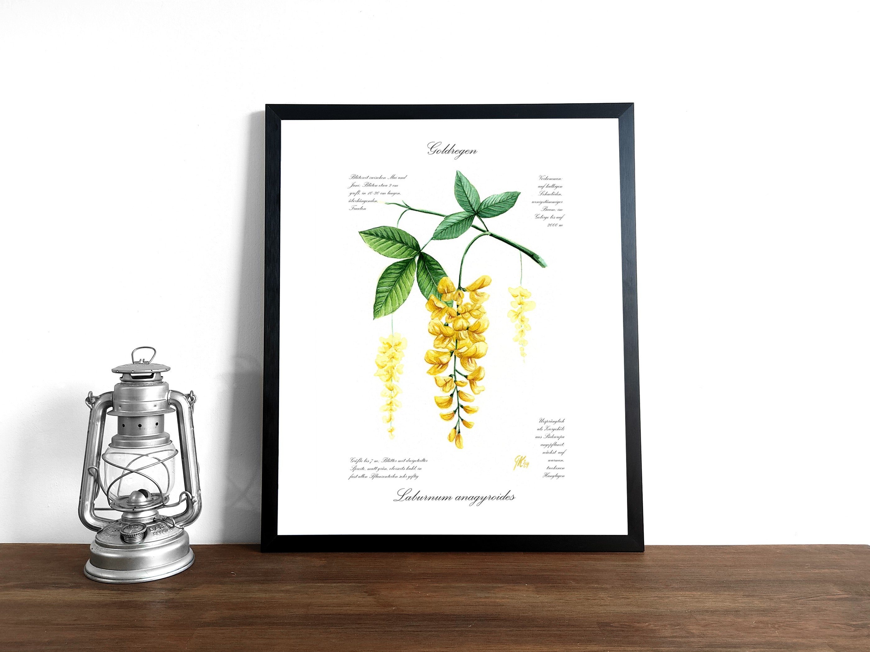 Goldregen - Fine Art Print | A3 | A4