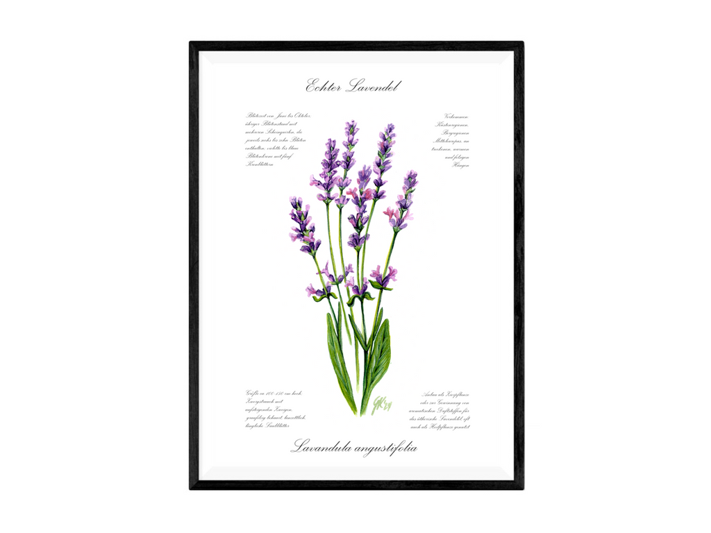 Lavendel - Fine Art Print | A3 | A4