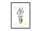Lavendel - Fine Art Print | A3 | A4