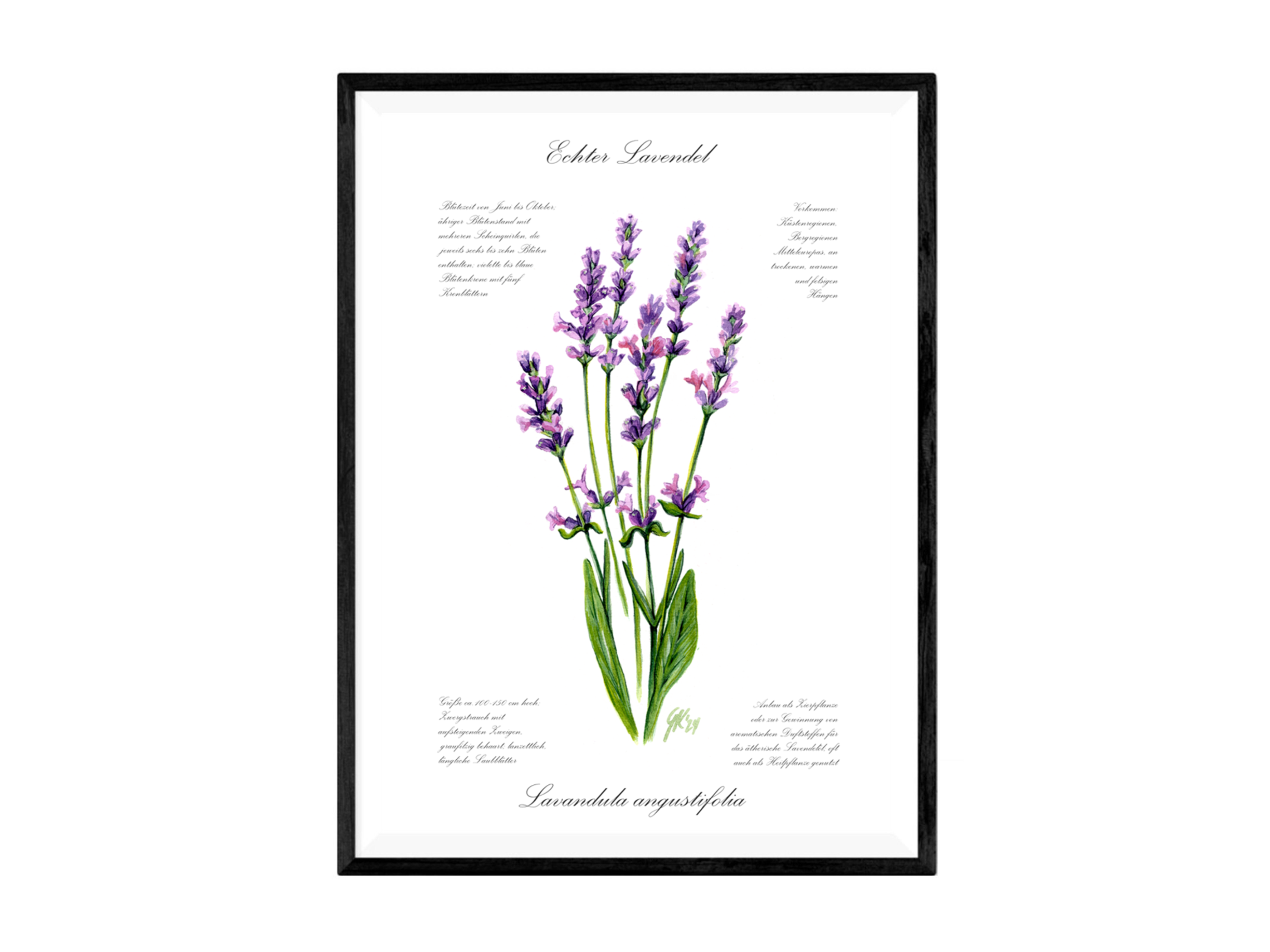 Lavendel - Fine Art Print | A3 | A4