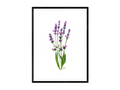 Lavendel - Fine Art Print | A3 | A4