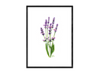 Lavendel - Fine Art Print | A3 | A4