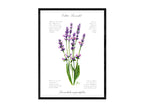 Lavendel - Fine Art Print | A3 | A4