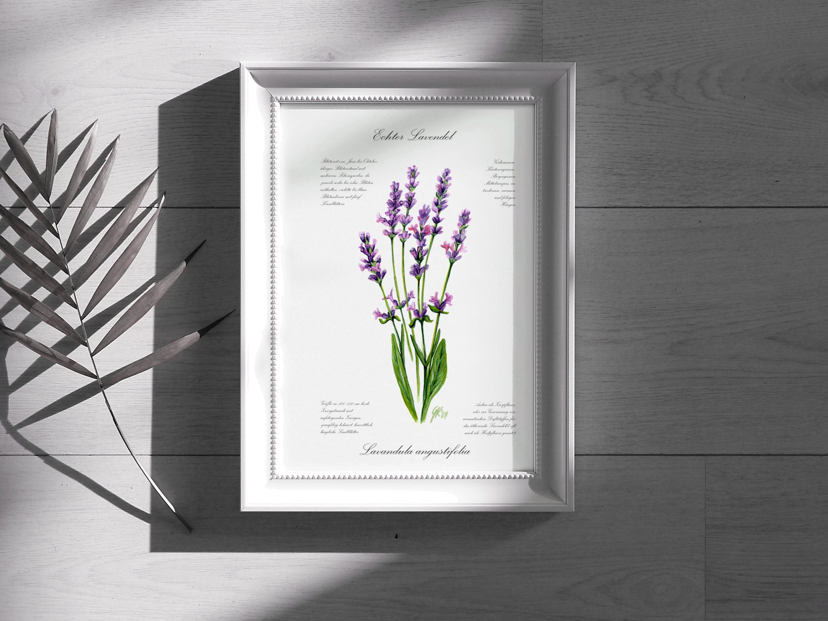 Lavendel - Fine Art Print | A3 | A4