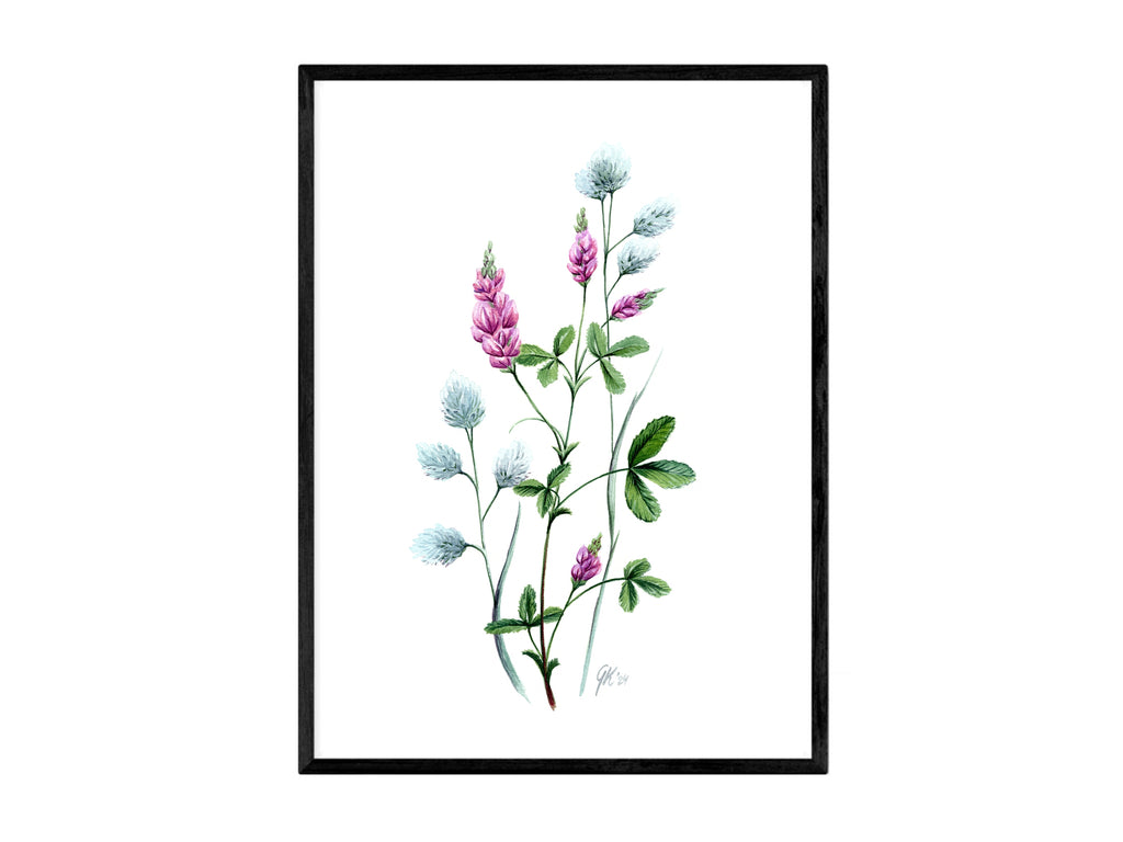 Luzerne - Fine Art Print | A3 | A4