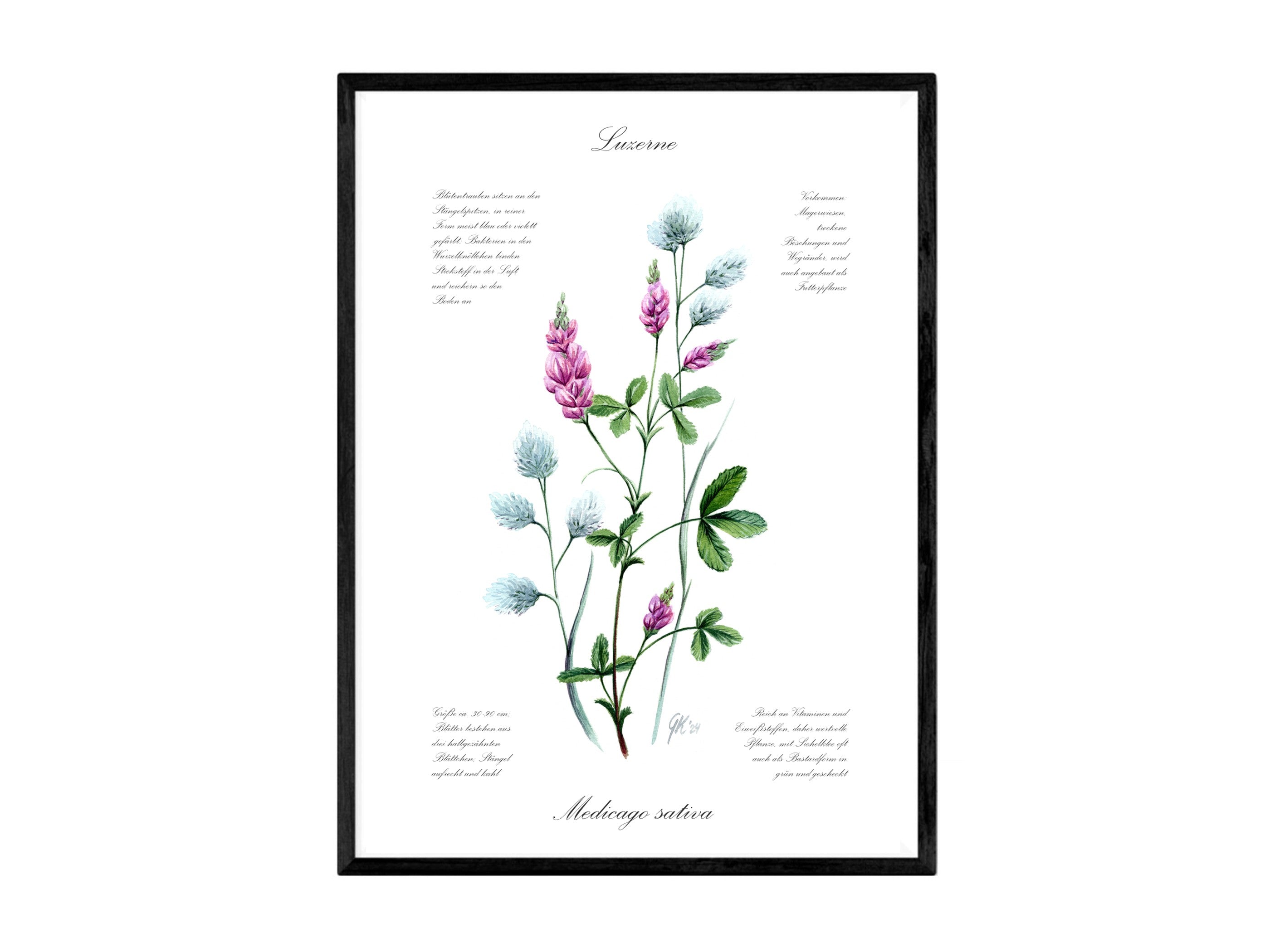 Luzerne - Fine Art Print | A3 | A4