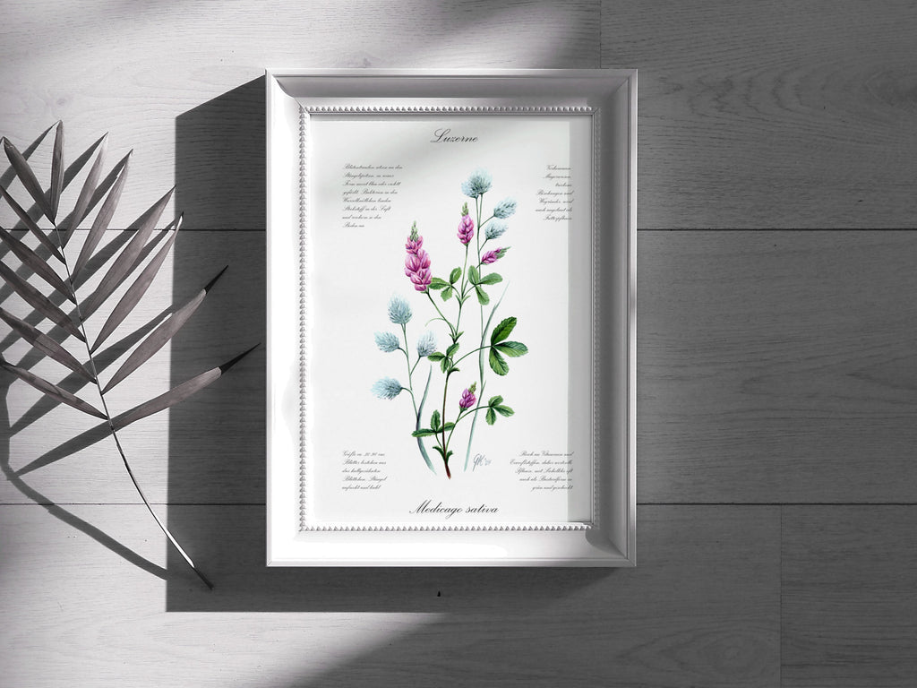 Luzerne - Fine Art Print | A3 | A4
