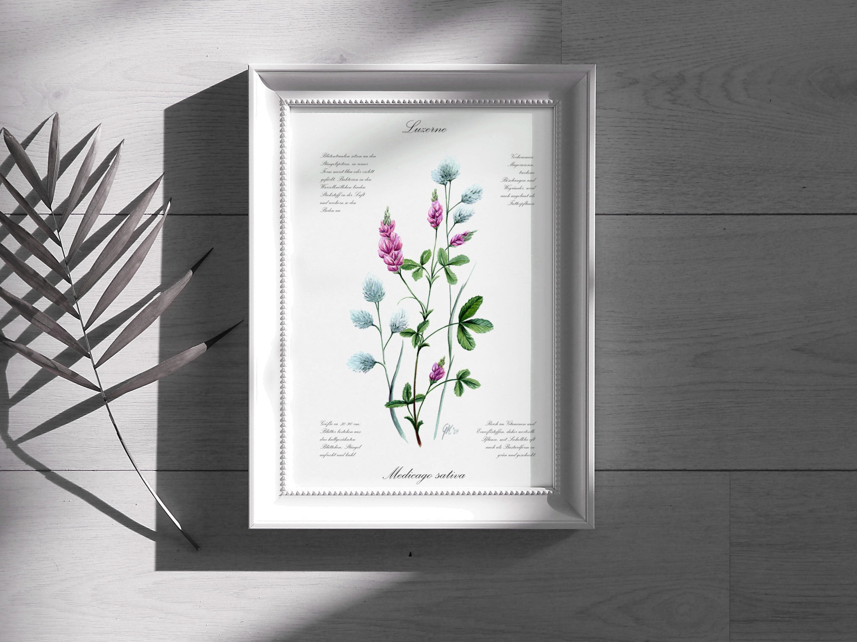 Luzerne - Fine Art Print | A3 | A4
