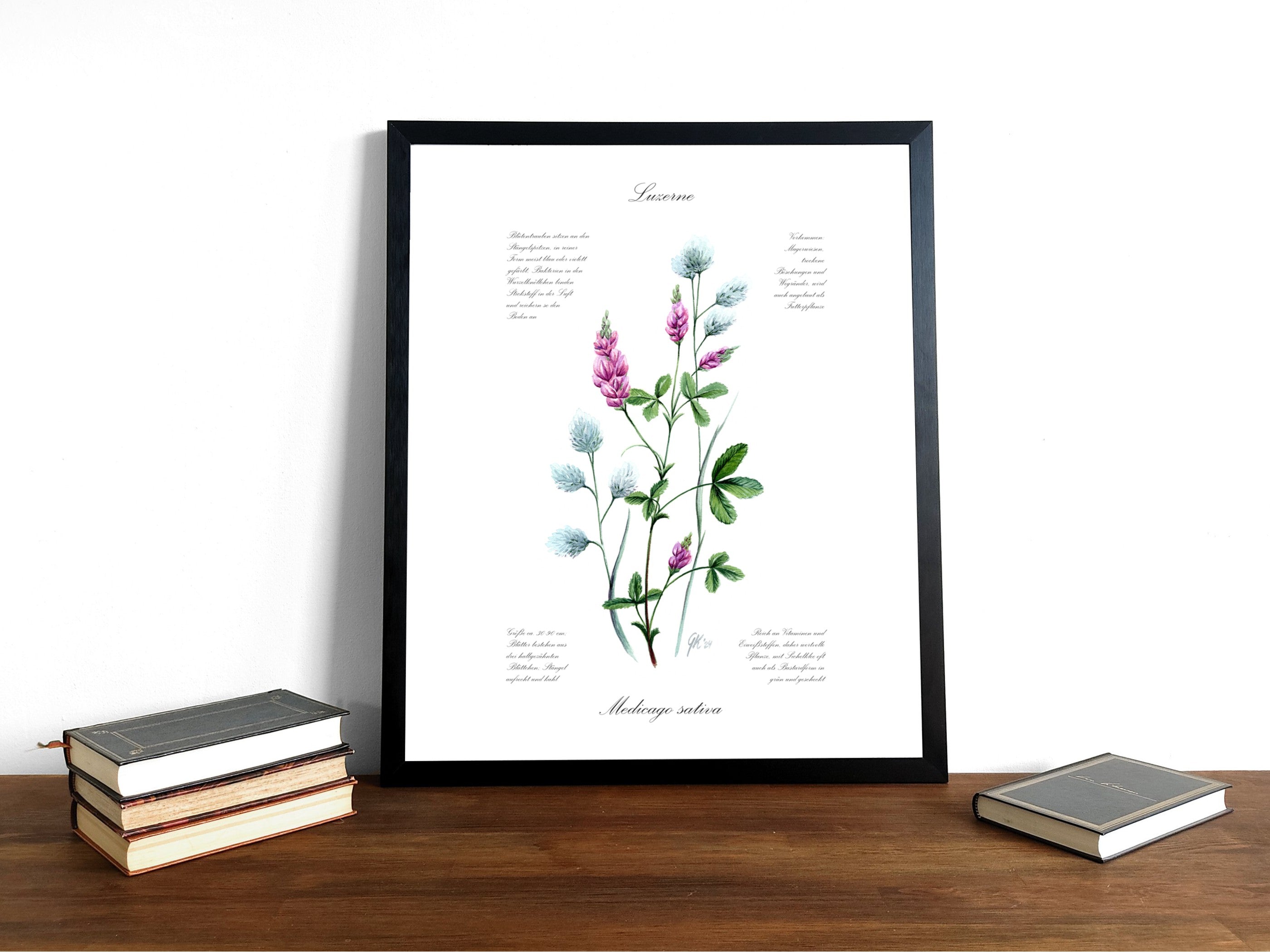 Luzerne - Fine Art Print | A3 | A4