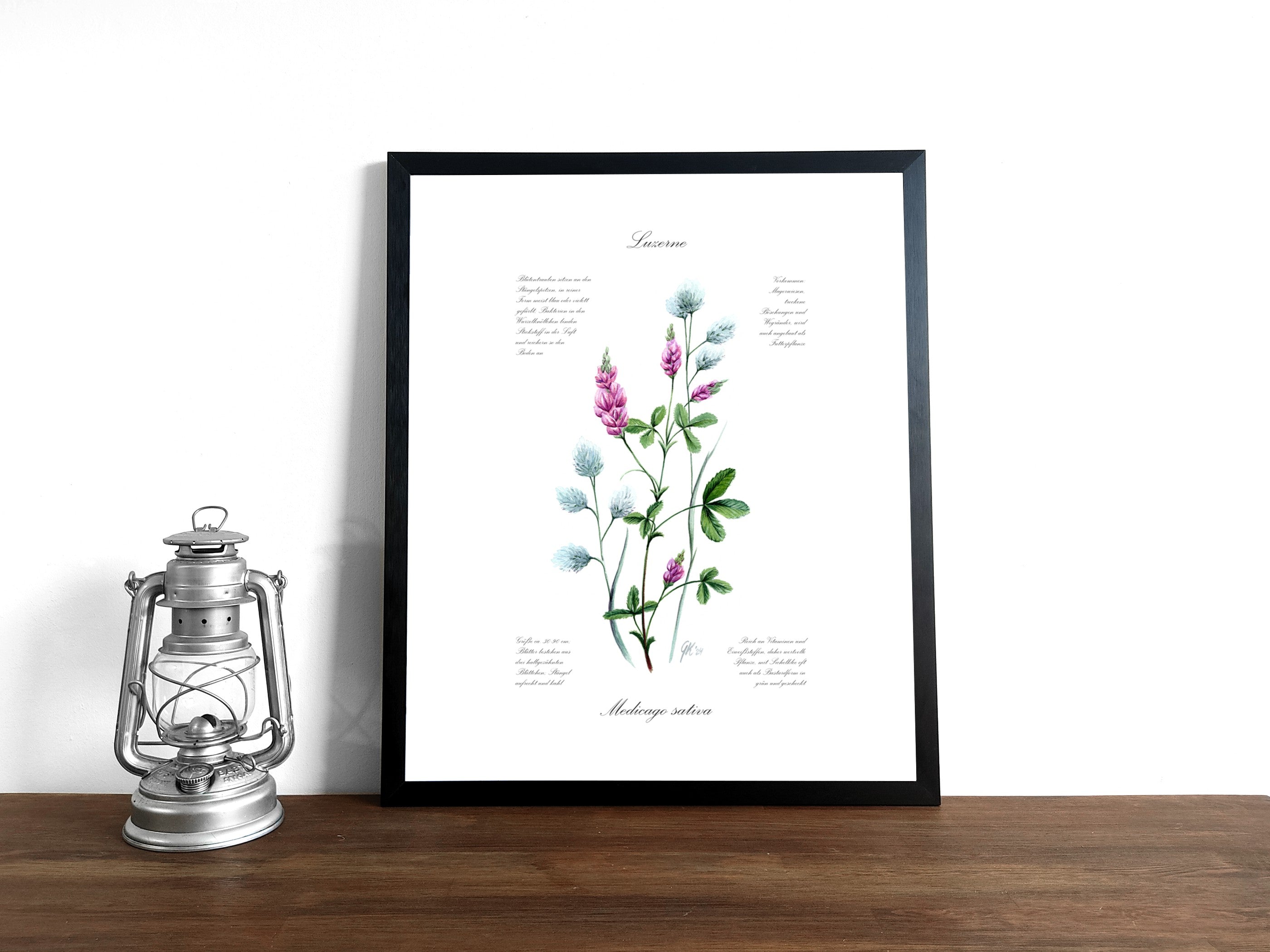 Luzerne - Fine Art Print | A3 | A4