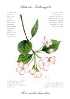 Blüte des Kulturapfels - Fine Art Print | A3 | A4