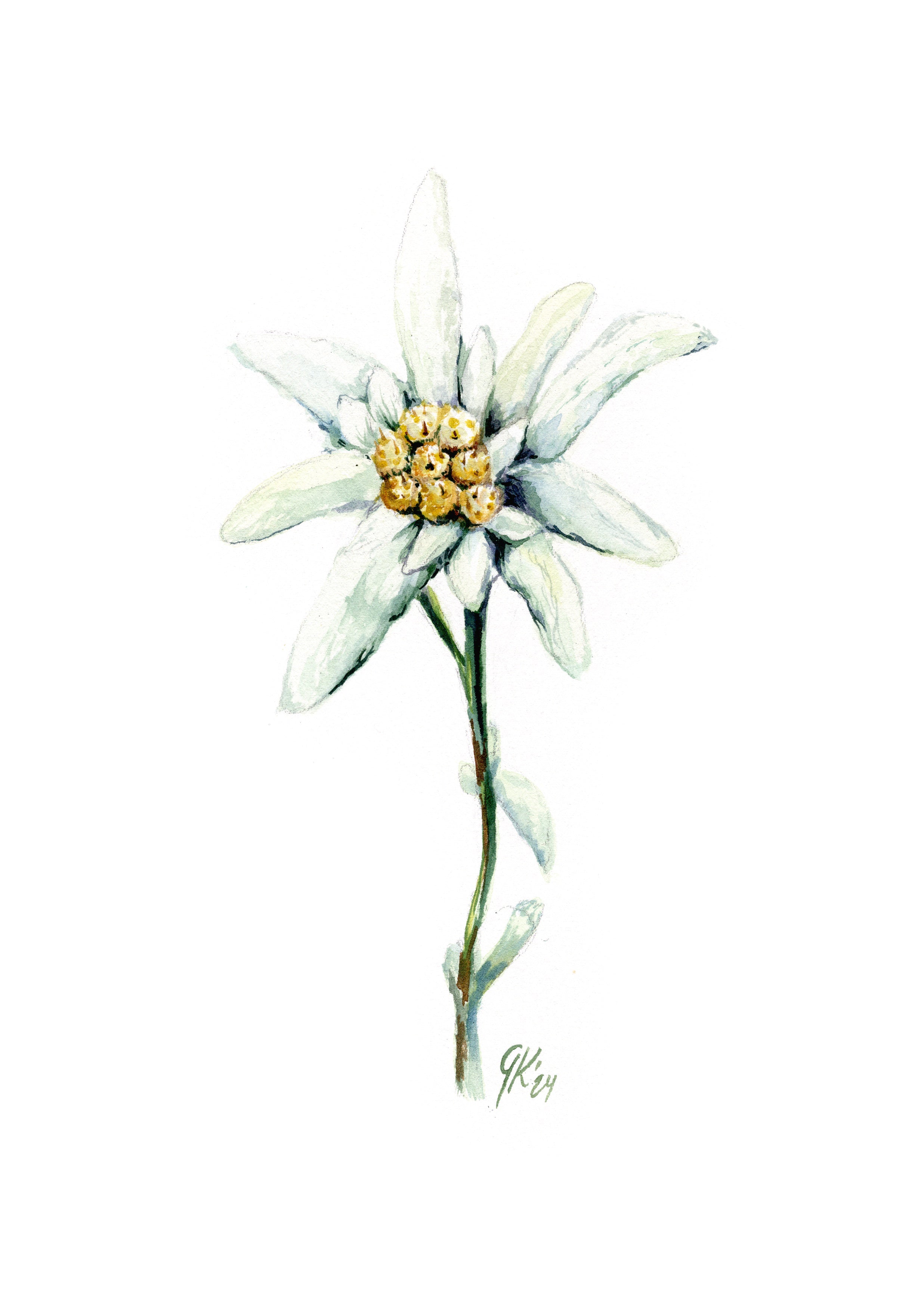 Edelweiß (fein) - Fine Art Print | A3 | A4