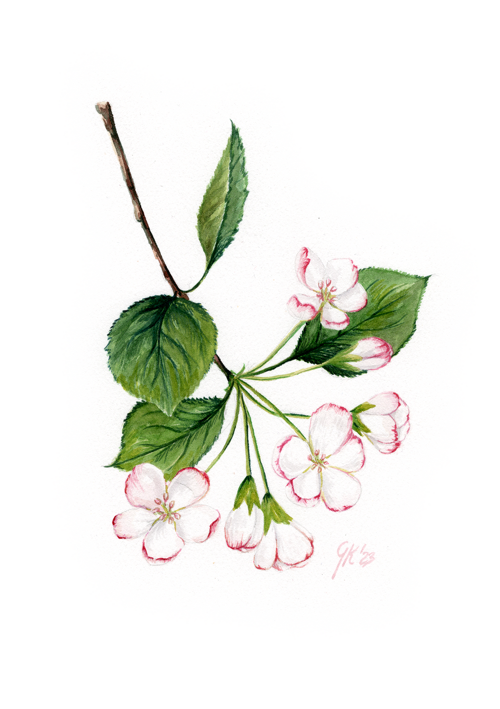 Blüte des Kulturapfels - Fine Art Print | A3 | A4