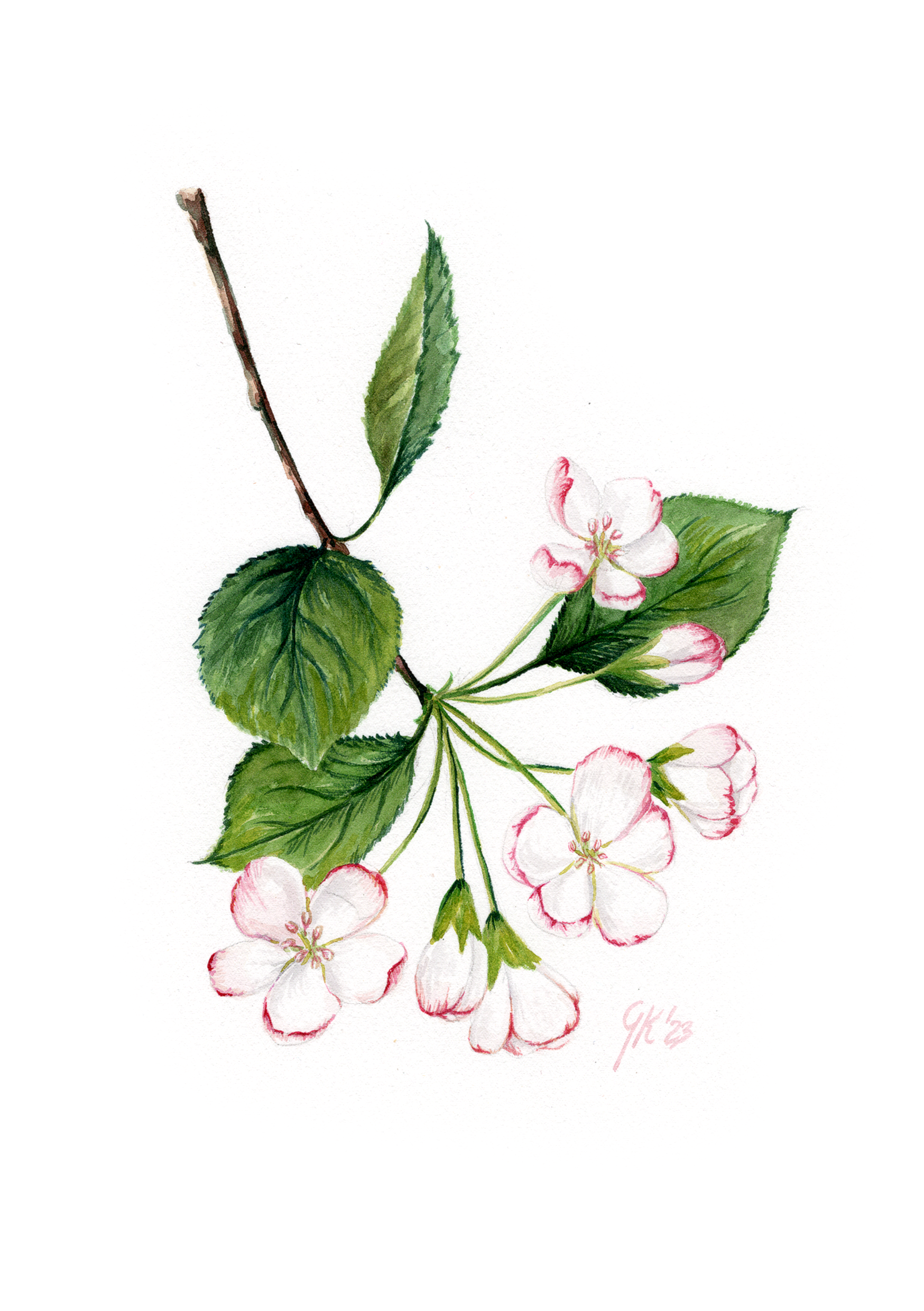 Blüte des Kulturapfels - Fine Art Print | A3 | A4