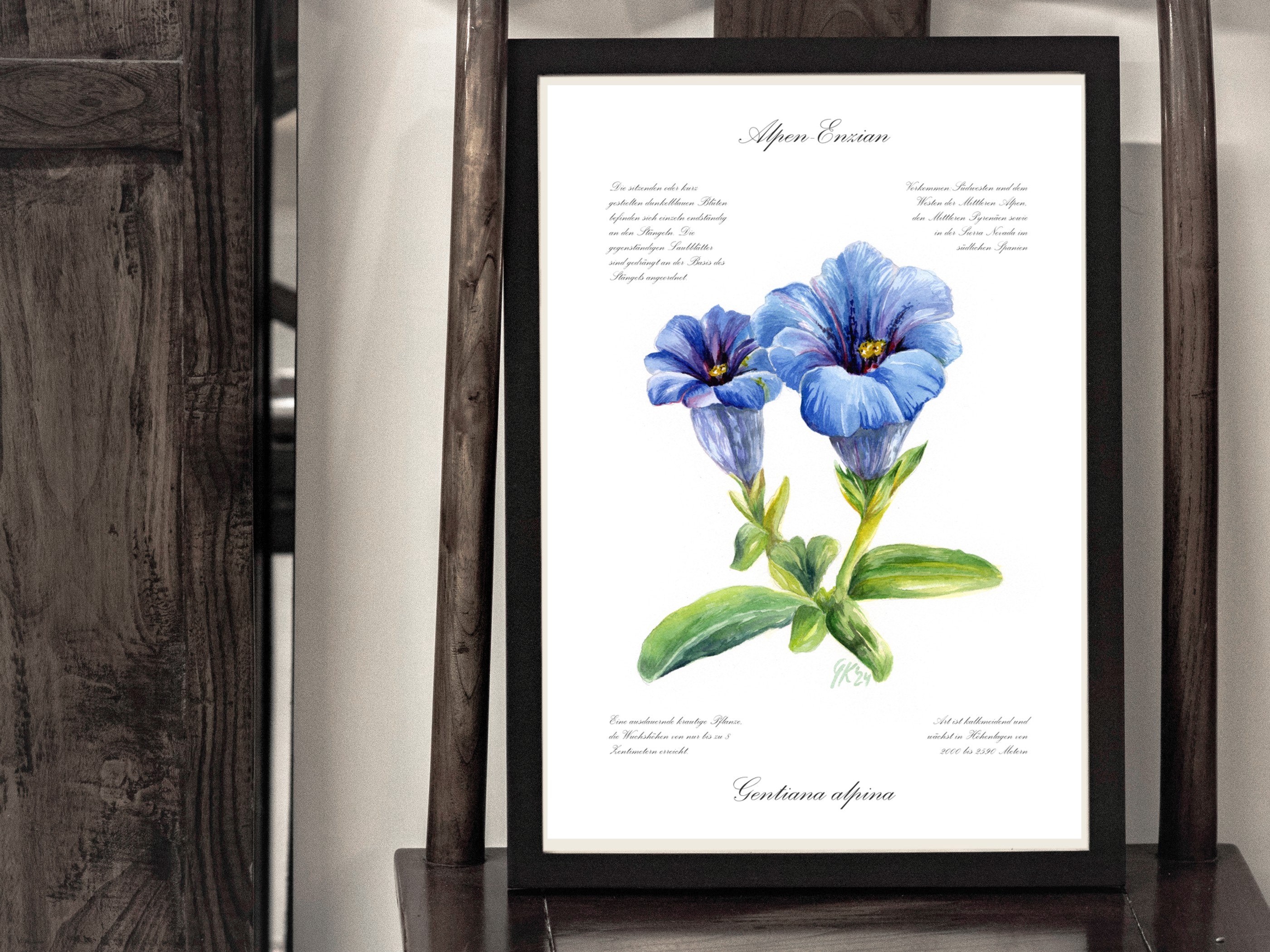 Alpen-Enzian - Fine Art Print | A3 | A4