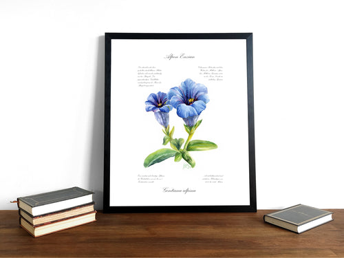Alpen-Enzian - Fine Art Print | A3 | A4