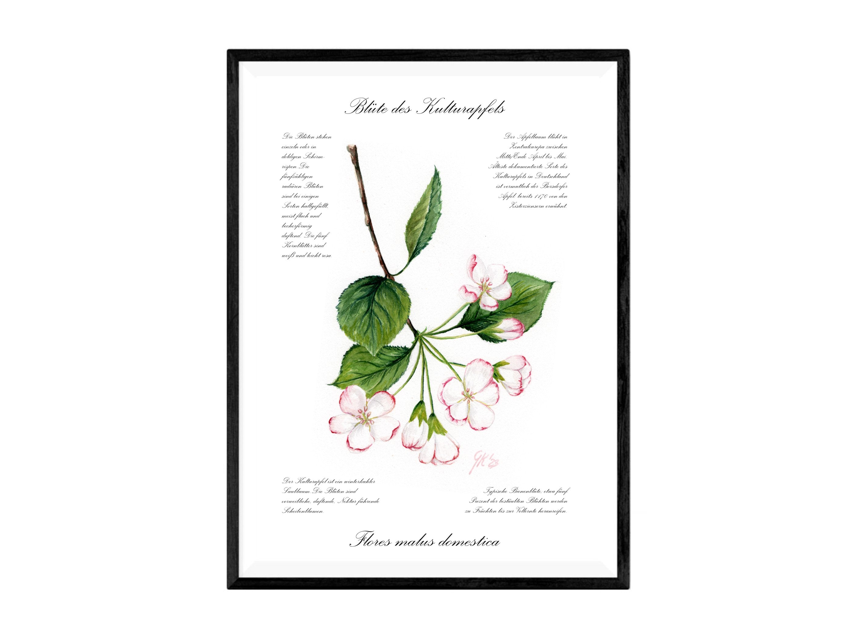 Blüte des Kulturapfels - Fine Art Print | A3 | A4