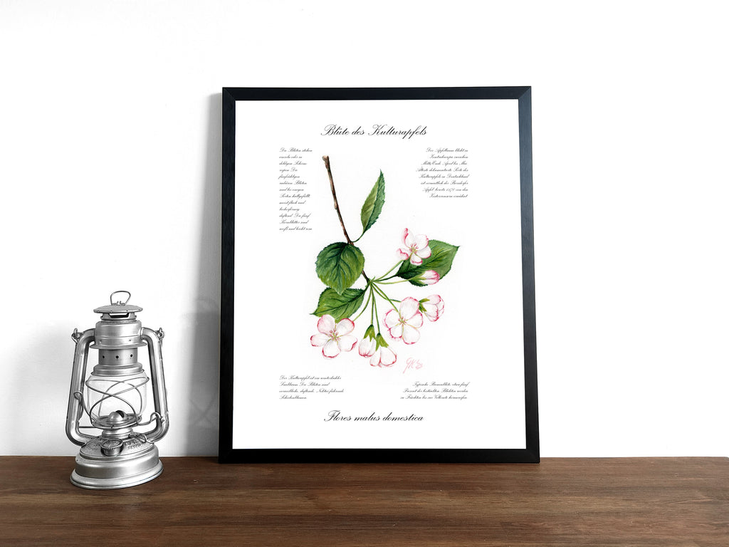 Blüte des Kulturapfels - Fine Art Print | A3 | A4
