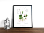 Blüte des Kulturapfels - Fine Art Print | A3 | A4