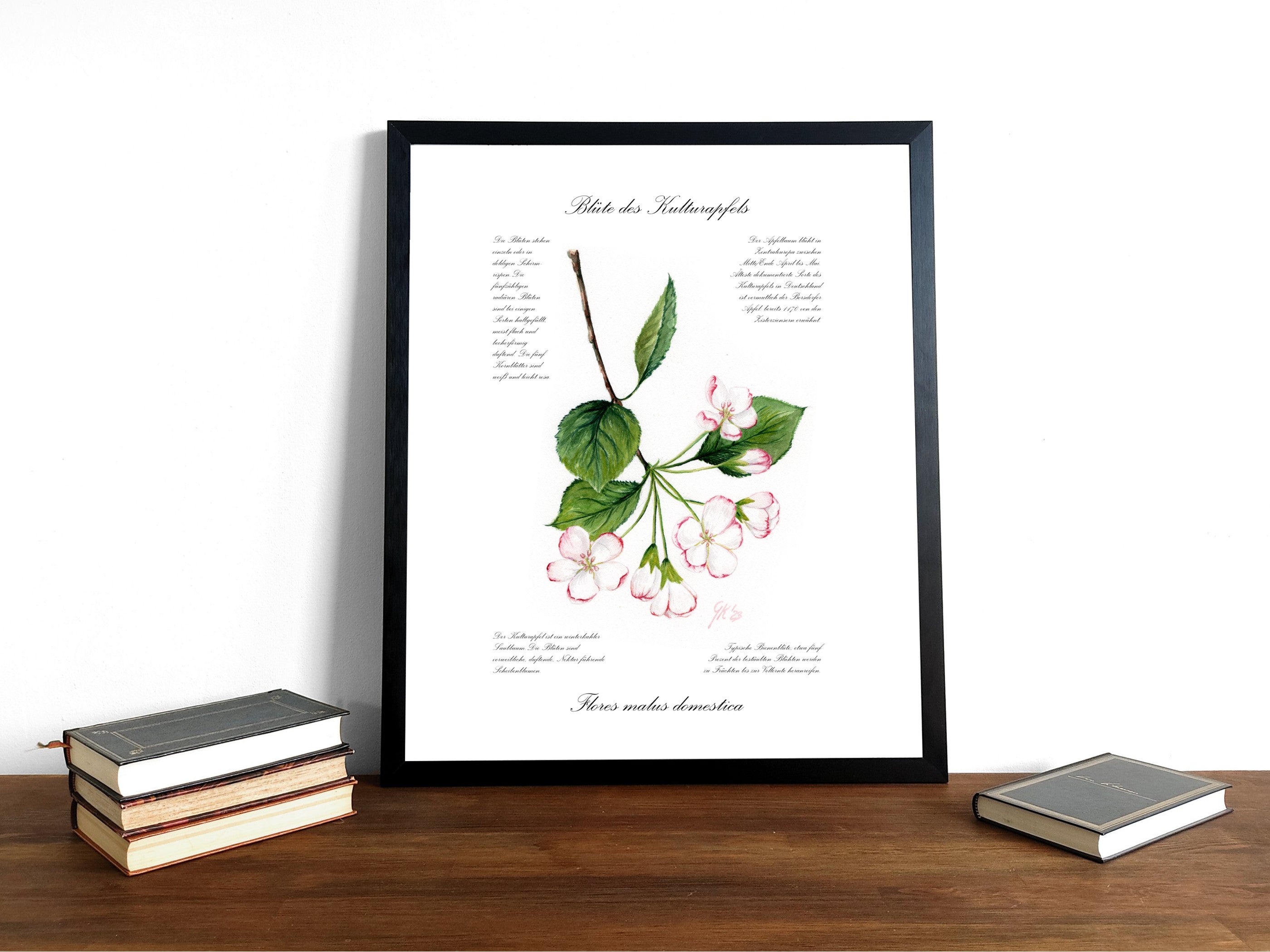 Blüte des Kulturapfels - Fine Art Print | A3 | A4
