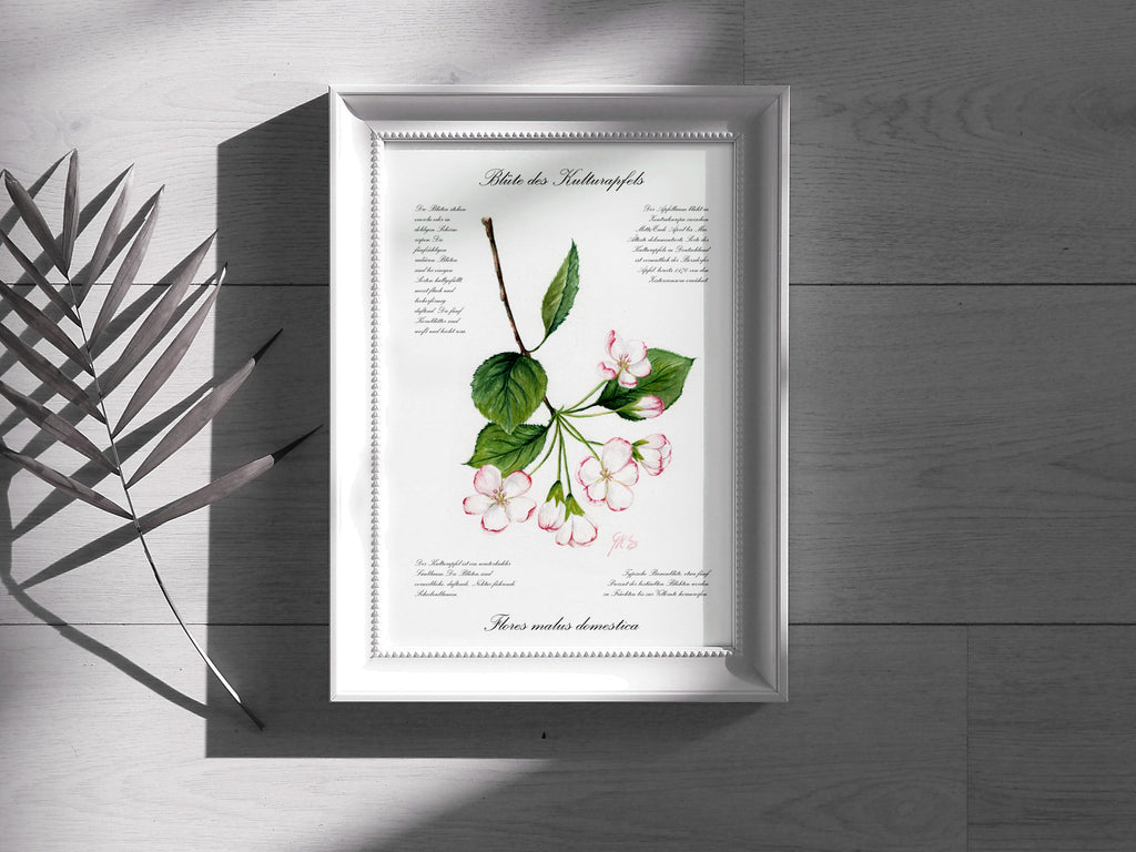 Blüte des Kulturapfels - Fine Art Print | A3 | A4