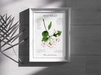 Blüte des Kulturapfels - Fine Art Print | A3 | A4