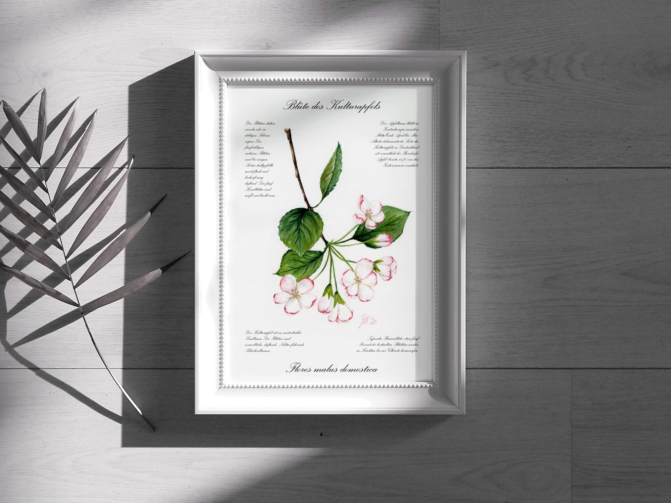 Blüte des Kulturapfels - Fine Art Print | A3 | A4