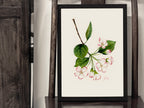 Blüte des Kulturapfels - Fine Art Print | A3 | A4