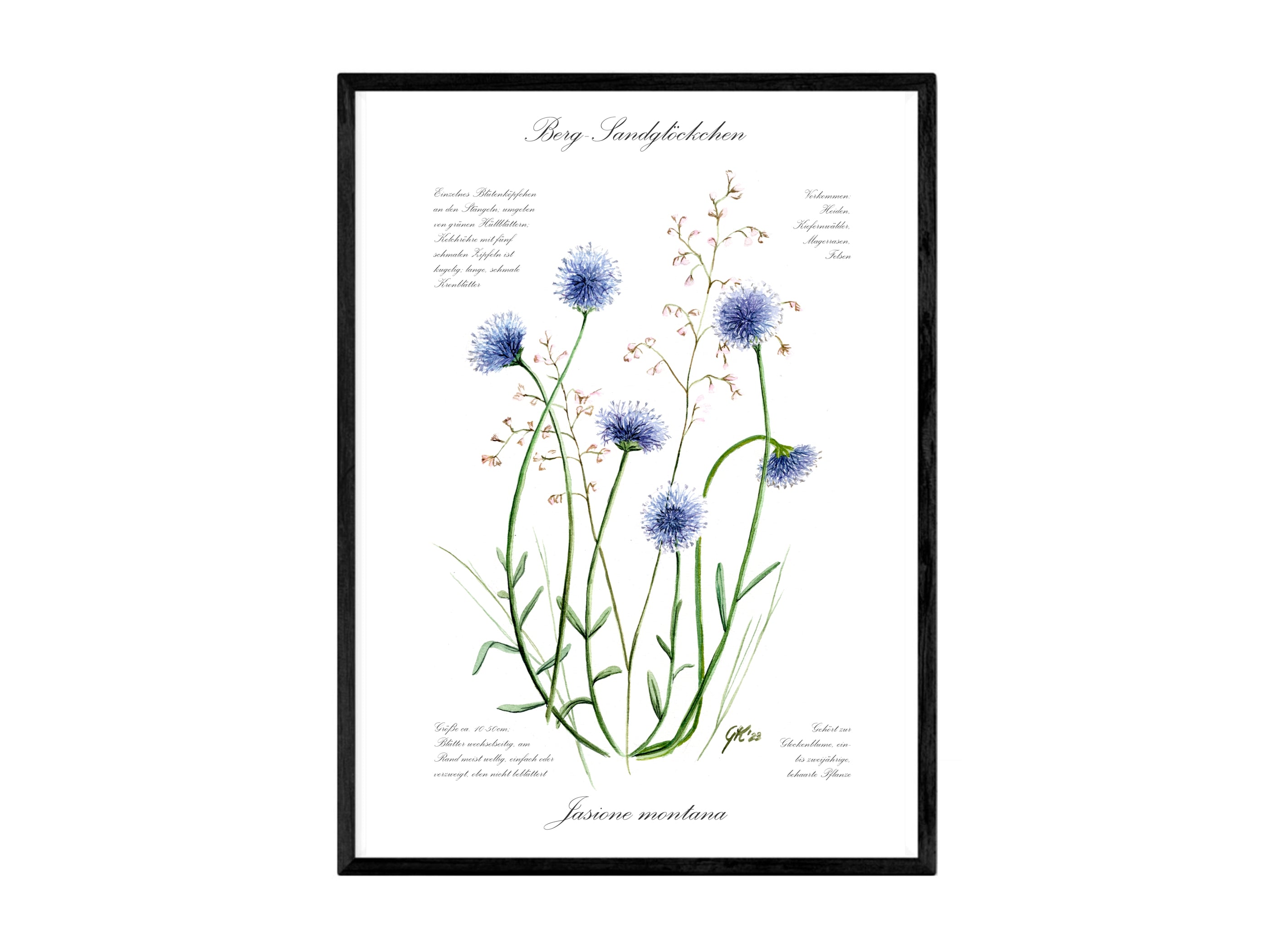Berg-Sandglöckchen - Fine Art Print | A3 | A4