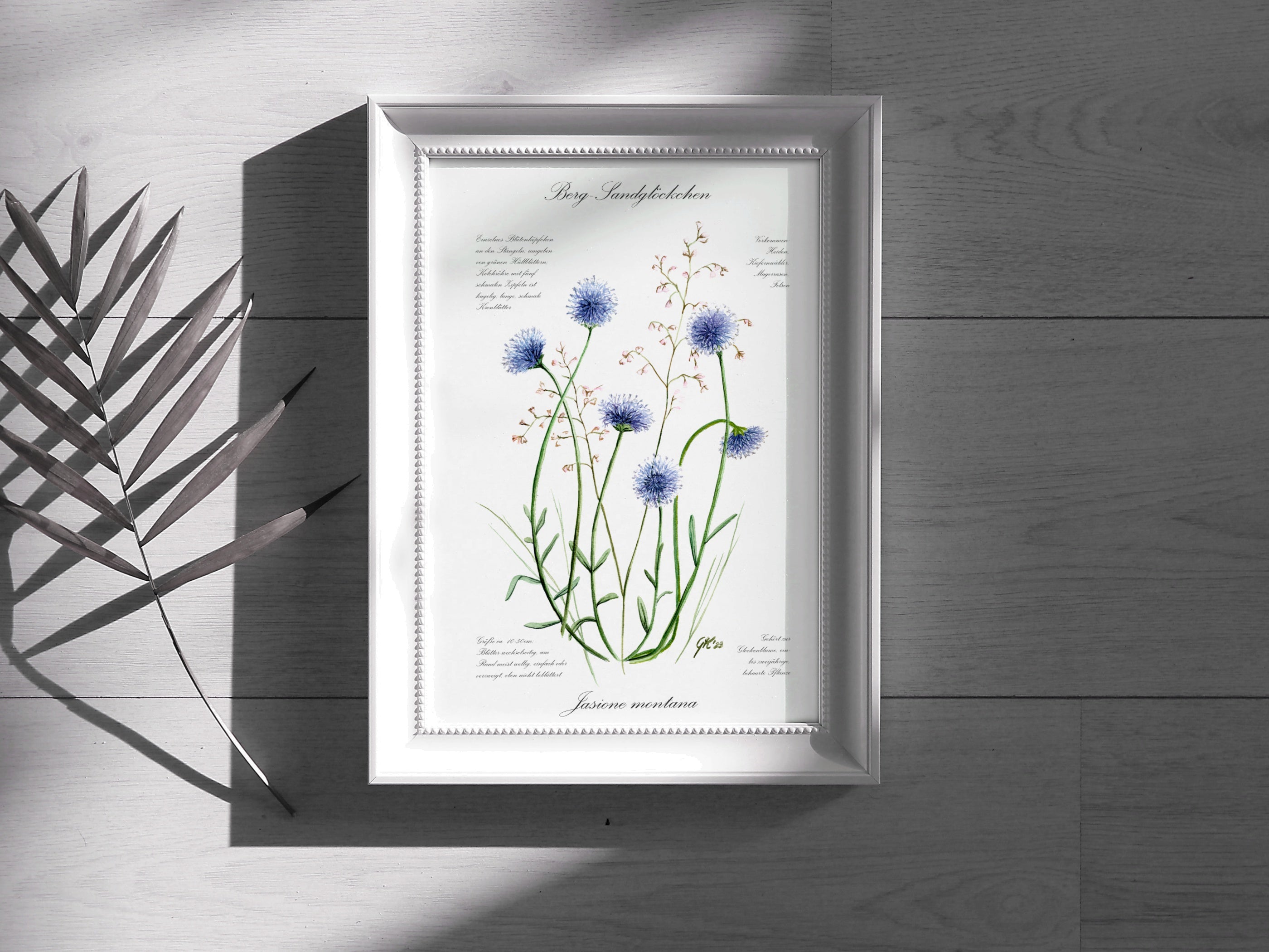 Berg-Sandglöckchen - Fine Art Print | A3 | A4