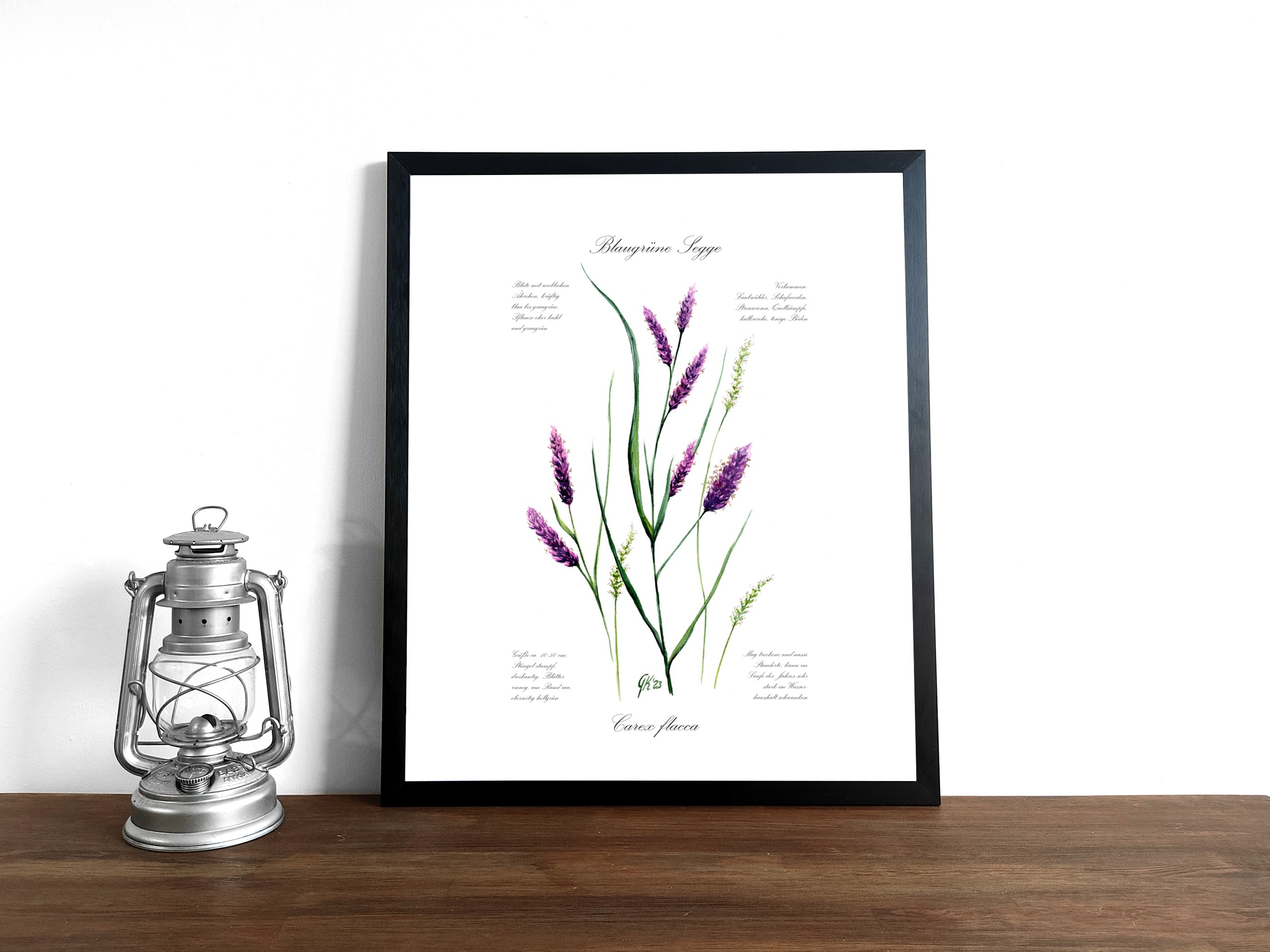Blaugrüne Segge - Fine Art Print | A3 | A4