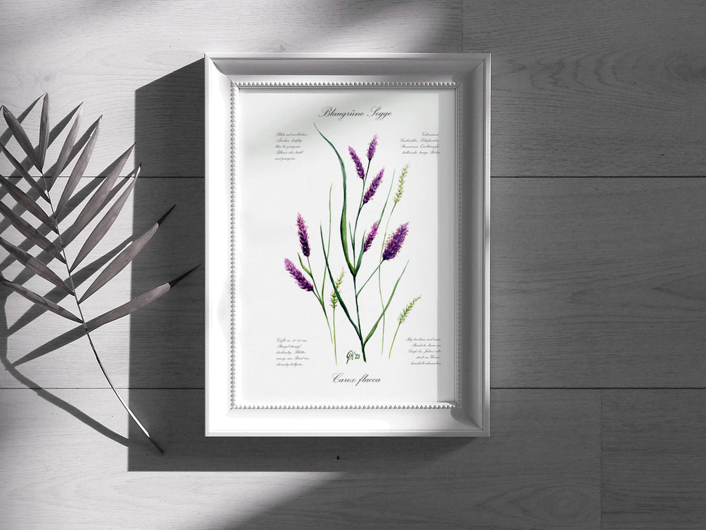 Blaugrüne Segge - Fine Art Print | A3 | A4